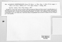 Mycena epipterygia image